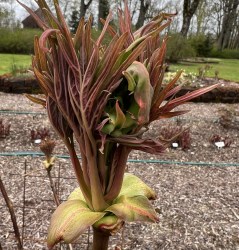 IAnne Rosse klon Ireland MG_0272